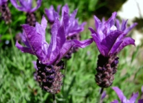 Karabaş Otu Faydaları Nelerdir?