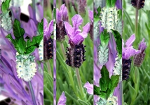 Karabaş Otu Kullanım Şekli