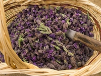 Karabaş Otu Kürü Kullanımı ve Faydaları Nelerdir?