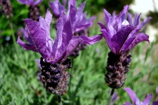 Karabaş Otu Ne İşe Yarar?