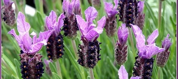 İbrahim Saraçoğlu Karabaş Otu