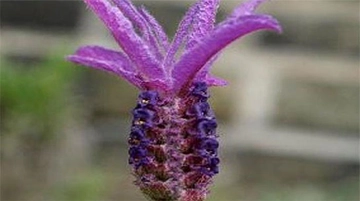 Karabaş Otu Balı Özellikleri ve Faydaları Nelerdir?