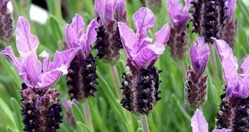 Karabaş Otu Çiçeği Özellikleri ve Faydaları Nelerdir?