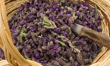 Karabaş Otu Sinüzit Hazırlanışı ve Uygulanışı